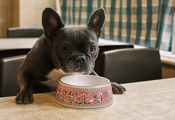 BECAUSE WE ALL DESERVE A LITTLE LUXURY フロレンティーン ペットボウル  8月28日（水）登場